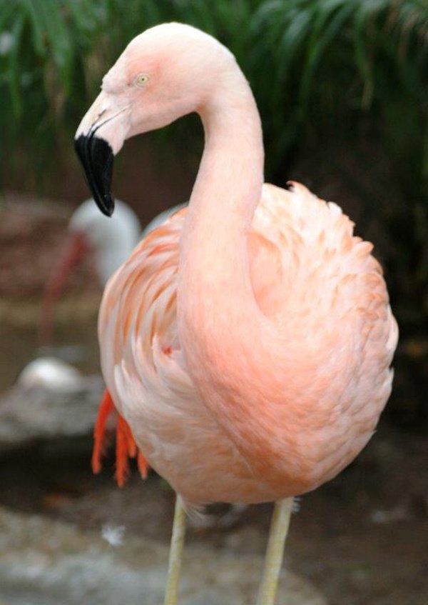 An undated photo of Pinky the flamingo.