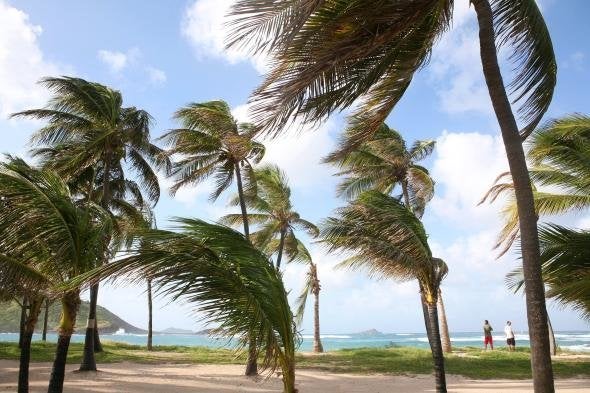 Palm trees blow in the breeze in St. Barts. <br>