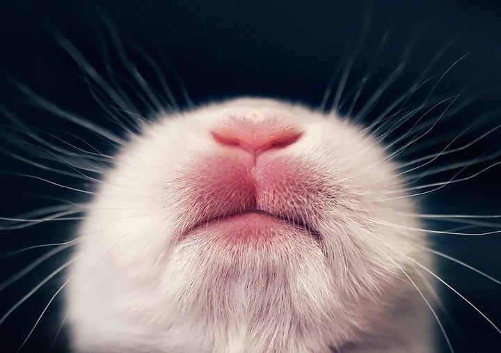 Cute bunny closing eyes Stock Photos - Page 1 : Masterfile