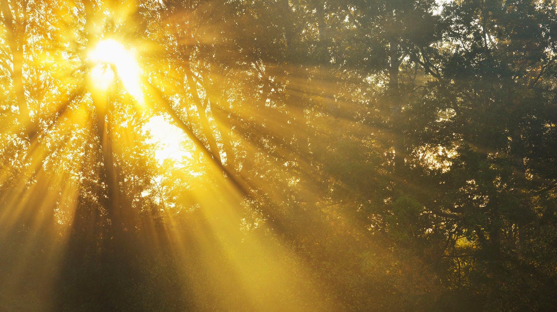 Sunshine картинки