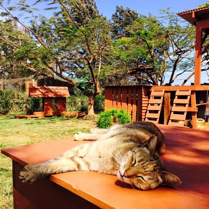 <a href="https://www.facebook.com/LanaiCatSanctuary/photos/a.123930904375620.15940.120740228028021/633895600045812/?type=3&theater" target="_blank" role="link" class=" js-entry-link cet-external-link" data-vars-item-name="Cinnamon" data-vars-item-type="text" data-vars-unit-name="57a27f62e4b0e1aac914bb70" data-vars-unit-type="buzz_body" data-vars-target-content-id="https://www.facebook.com/LanaiCatSanctuary/photos/a.123930904375620.15940.120740228028021/633895600045812/?type=3&theater" data-vars-target-content-type="url" data-vars-type="web_external_link" data-vars-subunit-name="article_body" data-vars-subunit-type="component" data-vars-position-in-subunit="8">Cinnamon</a>, living the life.