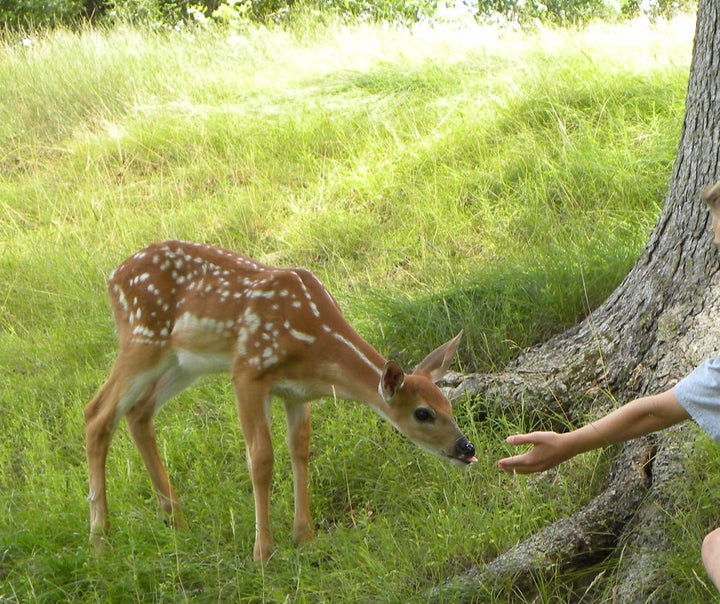 Deer at petting zoo