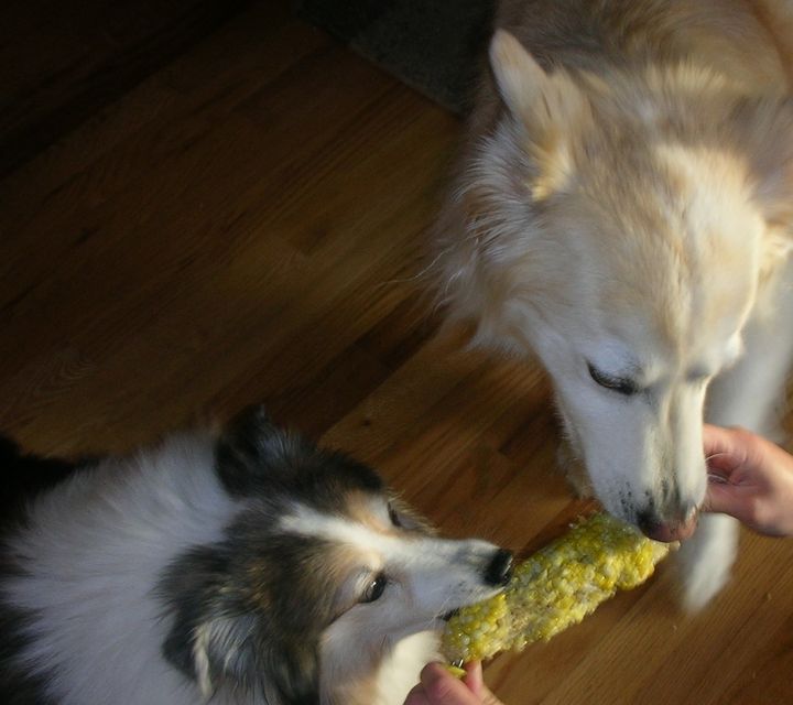 Dogs loving corn on the cob
