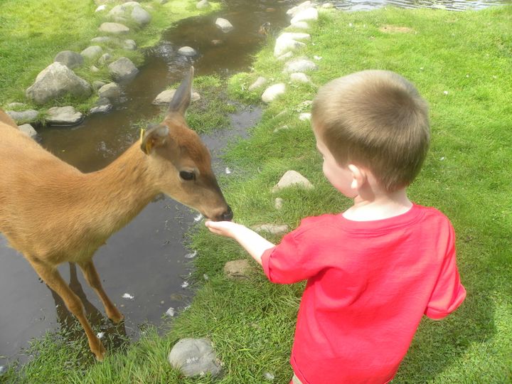 Hand feeding deer