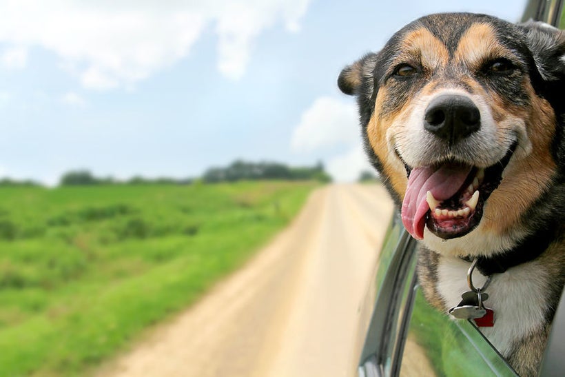 A happy pooch heads off on vacation.