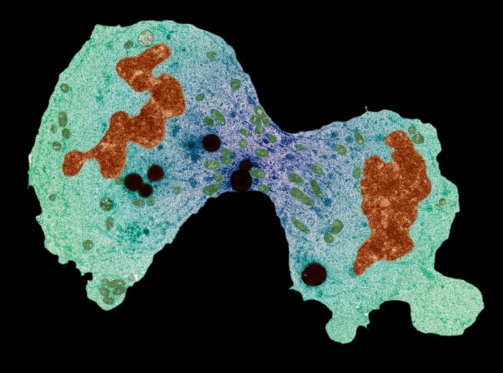 Cell division in sarcoma. 