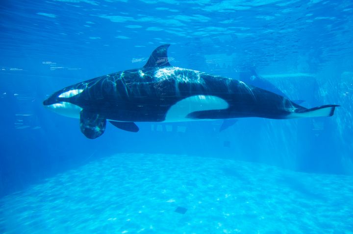 An orca at a SeaWorld tank in San Diego in 2014.