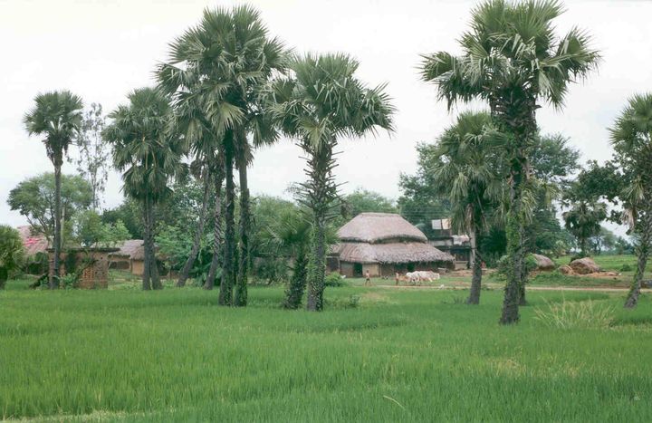 Although cities like Dhaka are densely populated, rural areas in Bangladesh are dominated by rice fields interspersed with villages that are not easily accessible by road or train travel.
