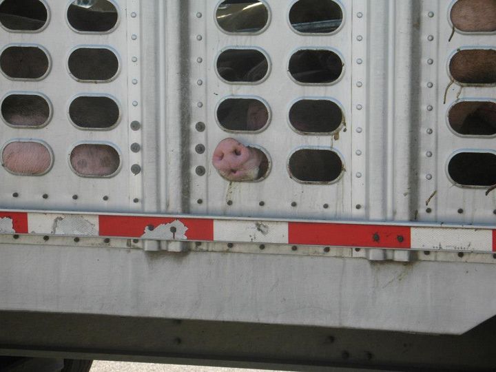Pigs crammed in a truck slaughter bound from Circle Four Farms arriving at Farmer Johns in Los Angeles. 