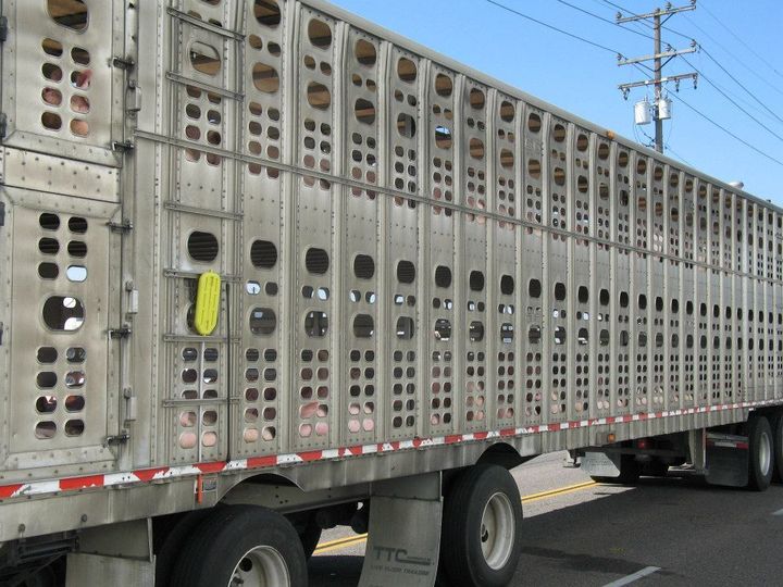 Pigs crammed in truck arriving at Farmer Johns slaughterhouse in Vernon, CA from Circle Four Farms, Utah. 