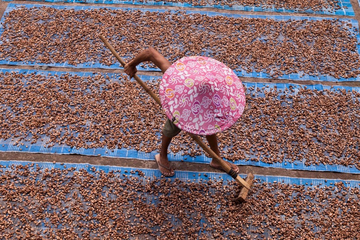 Raking out cocoa beans to dry in the Indonesian sun.