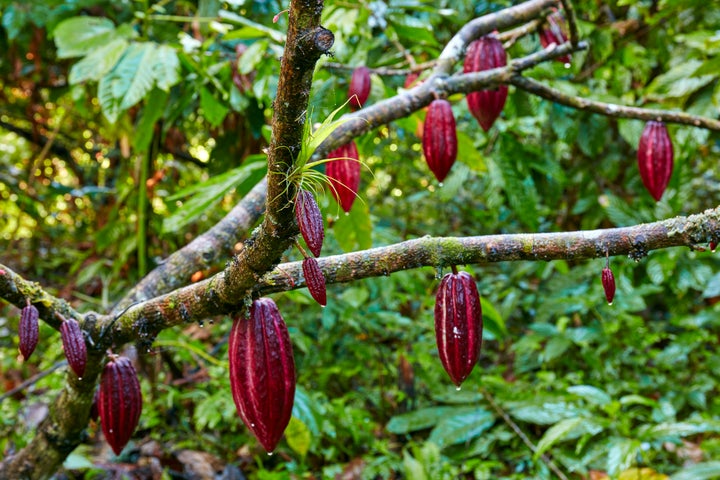 Red cocoa pods ripening on a cocoa tree.