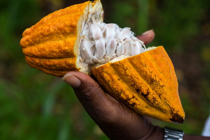 A cracked cocoa pod, revealing the pulp and seed inside.