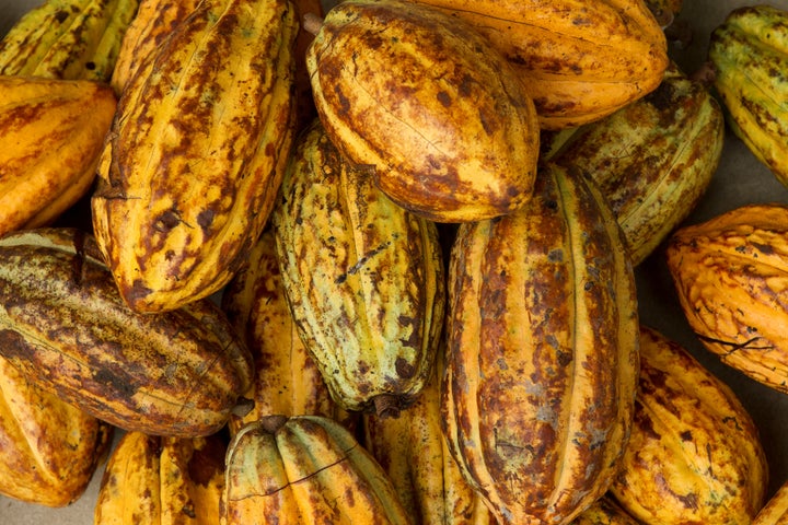 A pile of ripe cocoa pods.