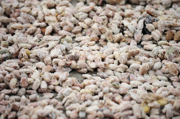 Cocoa beans and pulp ready for fermentation.