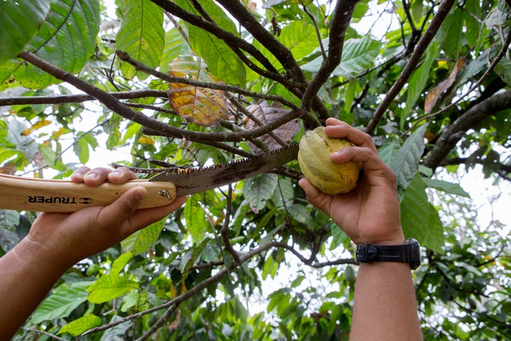 Cutting down a cocoa pod from a tree in Mexico.