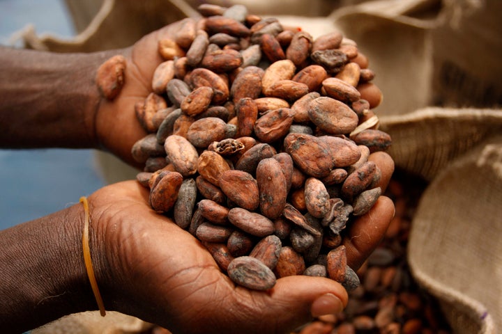 Dried cocoa beans ready to be packed in western Ghana. 