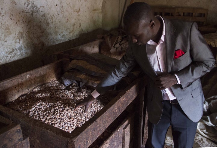 The fermentation of cocoa beans as seen in Uganda.&nbsp;