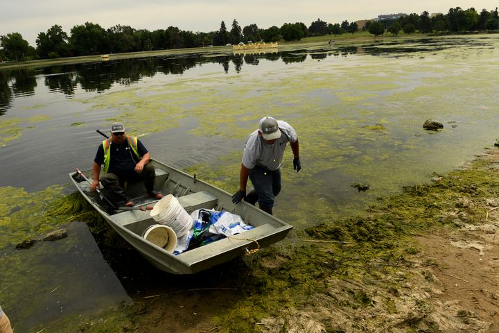 Algal blooms, like these on Ferril Lake in Denver, are a nightmare for the environment and could be exacerbated by climate change.