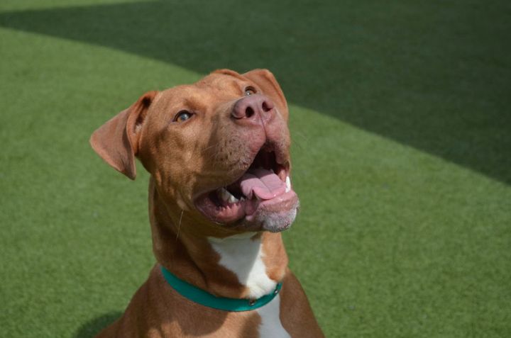 Francis was brought in as a stray to Battersea Dogs and Cats Home. He was euthanised as he was deemed to be a pit bull.