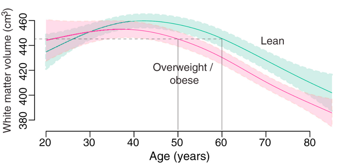 Age-trajectory of white matter volume for lean (BMI 18.5 - 25) and overweight (BMI 25 - 30) and obese (BMI > 30).