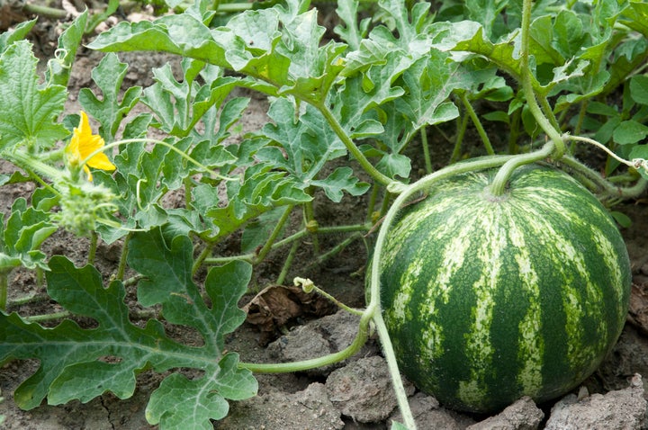 Watermelon growing on the vine.