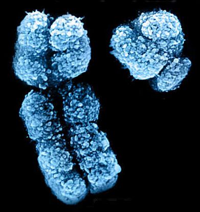 "Sex" Chromosomes, X and Y. 
