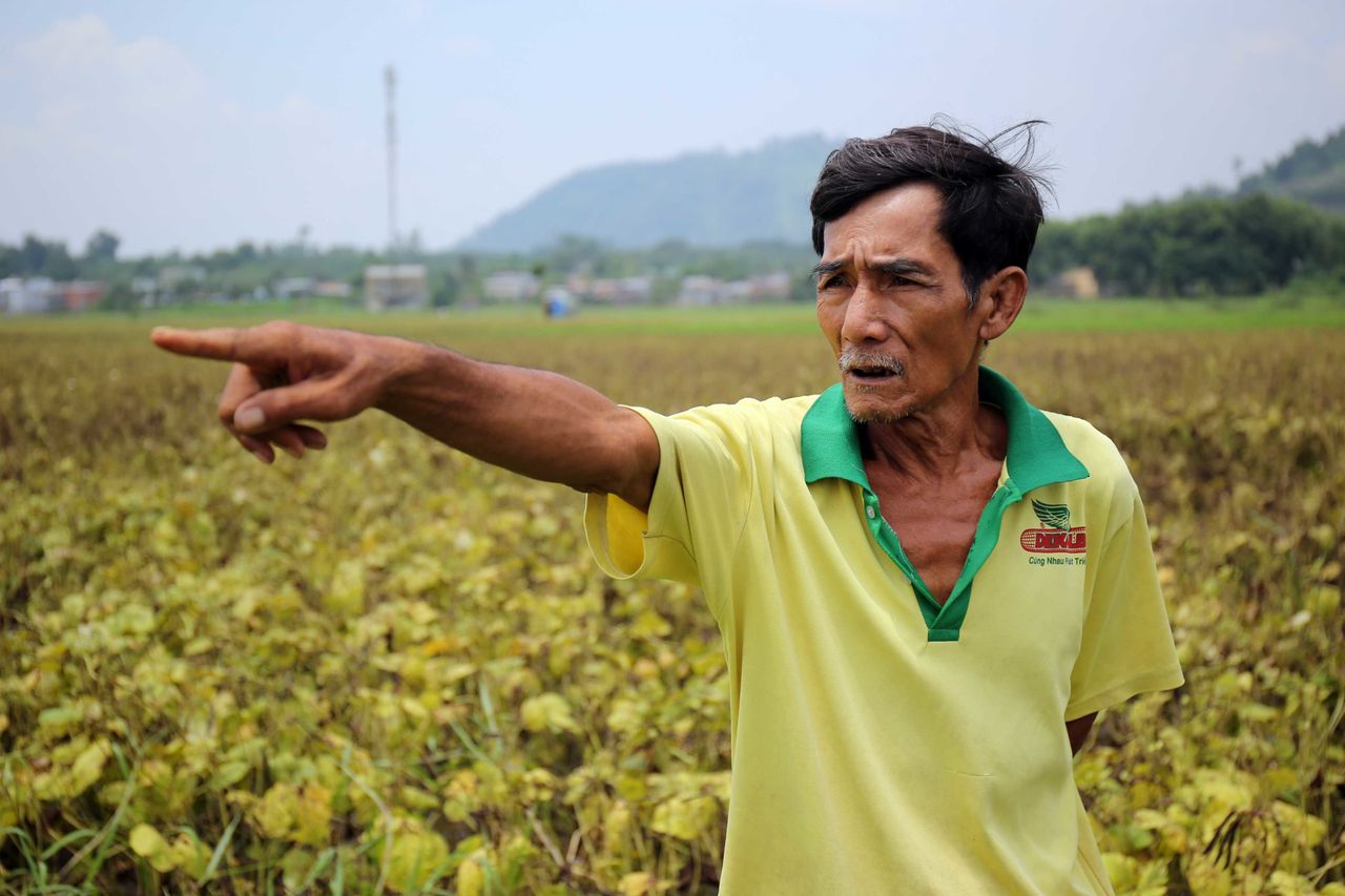 Farmer Nguyen Hong Lam stands in the middle of his field pointing at the crops where he has been growing genetically modified corn. 