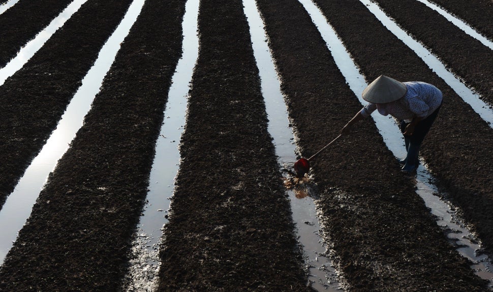 A farmer working on a vegetable fields in Khoai Chau district, northern province of Hung Yen on Sept.&nbsp;29, 2014.