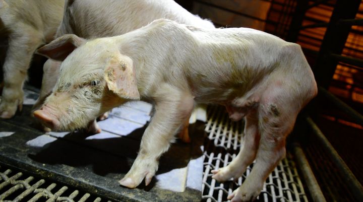 Thousands of piglets live in sickening conditions at this Costco supplier.
