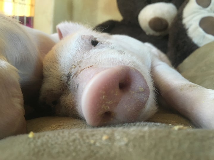 Miley survived, but practices at companies like Costco threaten the lives of millions of animals -- and human beings.