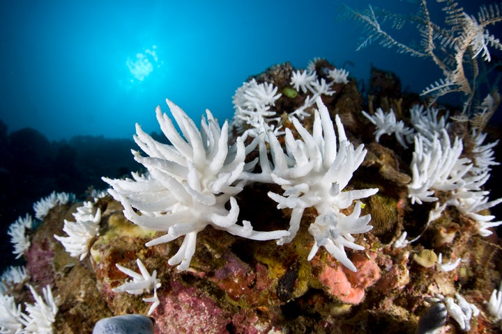 Rising ocean temperatures aren't just causing <a href="https://www.huffpost.com/entry/great-barrier-reef-ecosystem-collapse_n_57958fd6e4b01180b52f680a" role="link" class=" js-entry-link cet-internal-link" data-vars-item-name="widespread coral reef death" data-vars-item-type="text" data-vars-unit-name="57aad740e4b06e52746e5d9b" data-vars-unit-type="buzz_body" data-vars-target-content-id="https://www.huffpost.com/entry/great-barrier-reef-ecosystem-collapse_n_57958fd6e4b01180b52f680a" data-vars-target-content-type="buzz" data-vars-type="web_internal_link" data-vars-subunit-name="article_body" data-vars-subunit-type="component" data-vars-position-in-subunit="0">widespread coral reef death</a>. It may be making us sick too.