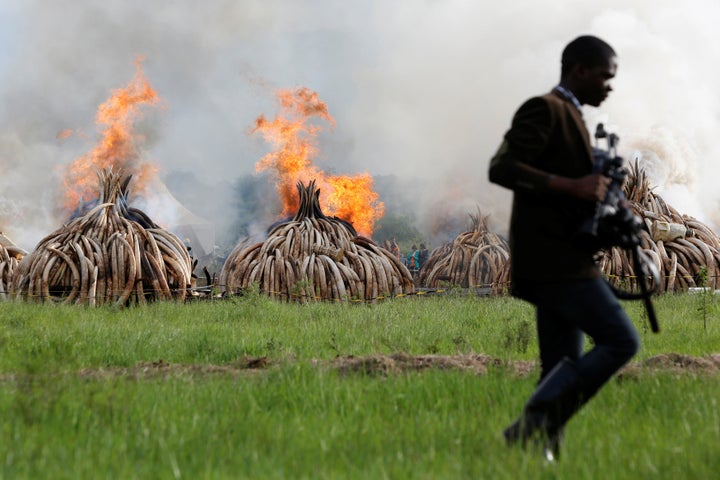 A journalist walks past burning stocks of an estimated 105 tonnes of ivory and a tonne of rhino horn confiscated from smugglers and poachers at the Nairobi National Park near Nairobi, Kenya, April 30, 2016. 