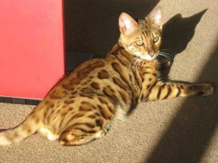 <strong>Tigger went missing in 2012</strong>