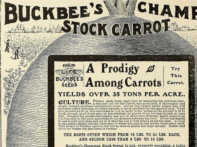 Image from page 81 of "H.W. Buckbee seed and plant guide : 1905" (1905)