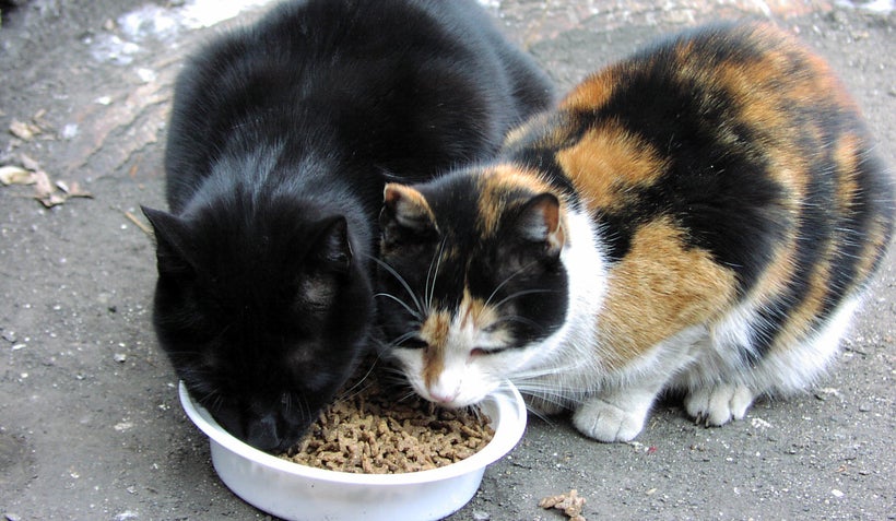 Apollo & Patches