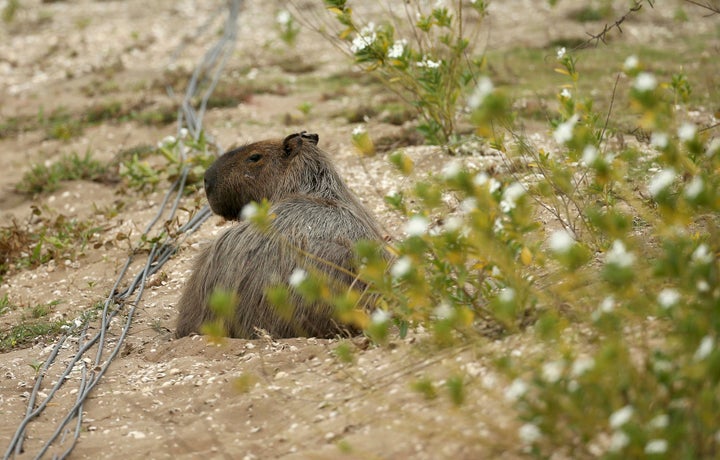 A capybara sits near the third hole on the Olympic golf course, graciously allowing a photographer to capture its good side.