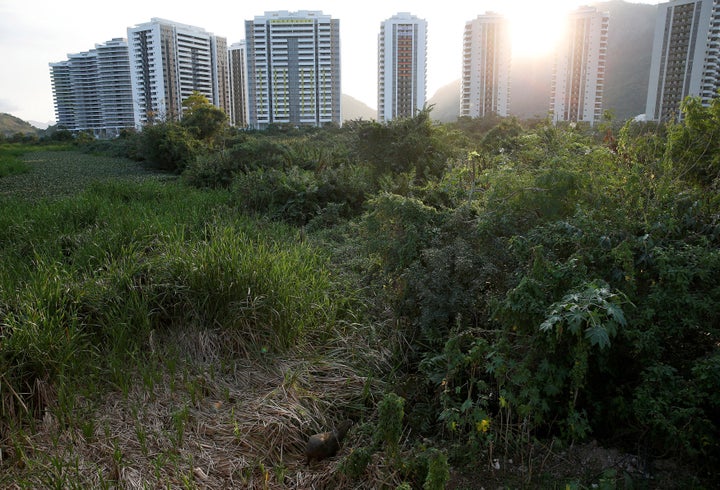 A capybara is camouflaged in a green area near the Rio Olympics Village, knowing that its greatness will outlast that of the athletes nearby.