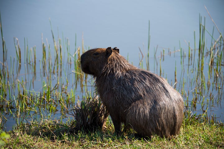 A capybara on the edge of a water hazard during a morning training session at the Rio golf course on Aug. 5.