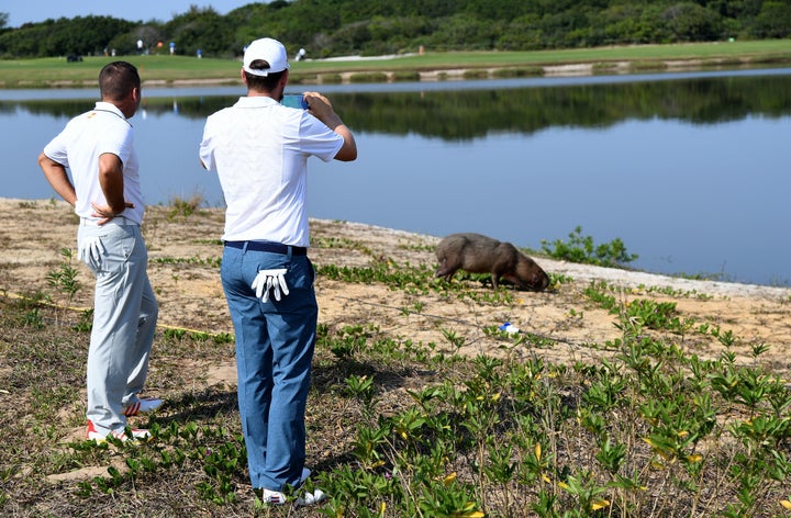 Clothes-wearing mammals observing a non-clothes-wearing capybara.