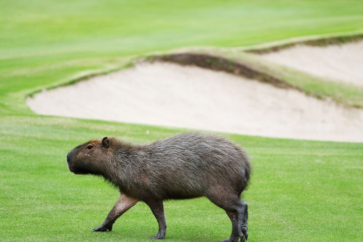 A capybara, unsure where this very trim grass originated, crosses a fairway.