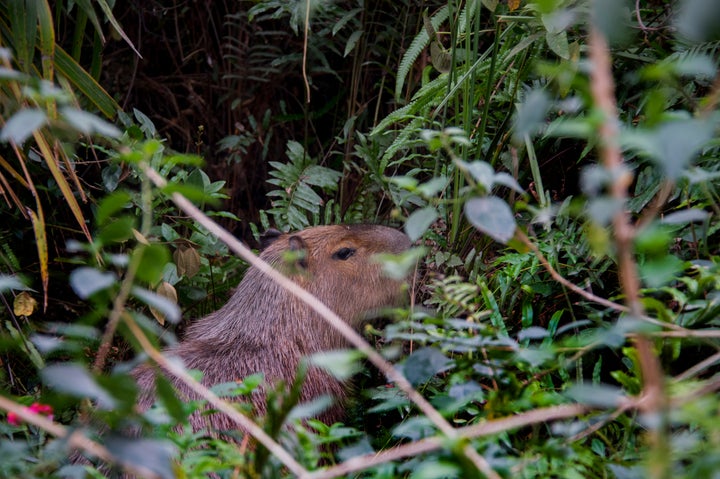 A camera-shy capybara in the bushes on the Rio golf course, wishing to be done with all this human nonsense.