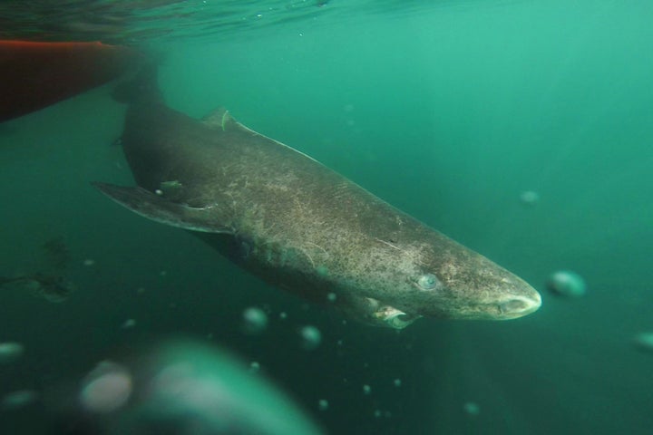 A Greenland shark that was part of a tag-and-release program in Norway and Greenland.