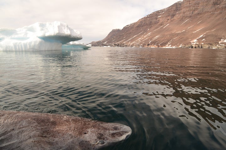 A Greenland shark in the icy waters of Disko Bay, western Greenland.