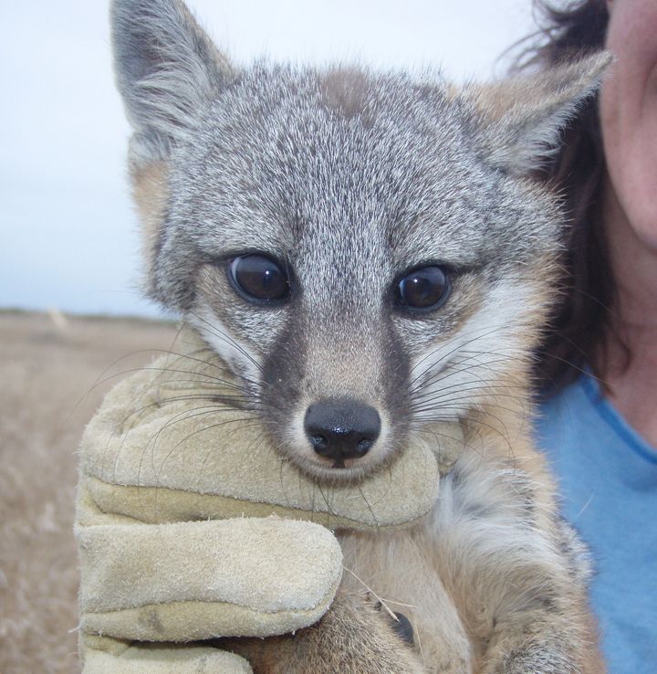 There are 6 subspecies of island fox, each named for the specific Channel Island they inhabit. Four of the subspecies -- San Miguel, Santa Barbara, Santa Rosa, and Santa Catalina island foxes -- were federally listed as endangered in 2004.