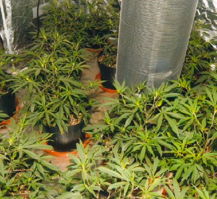 Police said the cannabis farm had the potential to net Barwell £400,000 a year