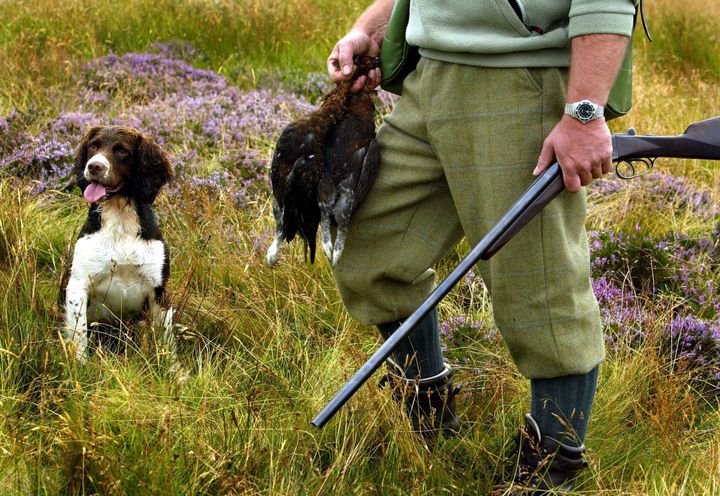 The Glorious Twelfth marks the start of grouse hunting season.