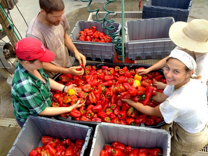 Audrey Berman (right) founded Long Table Harvest, a food recovery organization, earlier this year. They've already saved many van loads of produce, but getting funding has been tough.