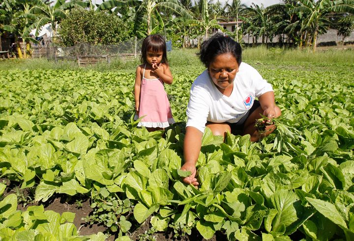 A beneficiary of government's Conditional Cash Transfer program tends vegetable she is selling in her garden to augment her family income in Pateros, Metro Manila April 30, 2012.