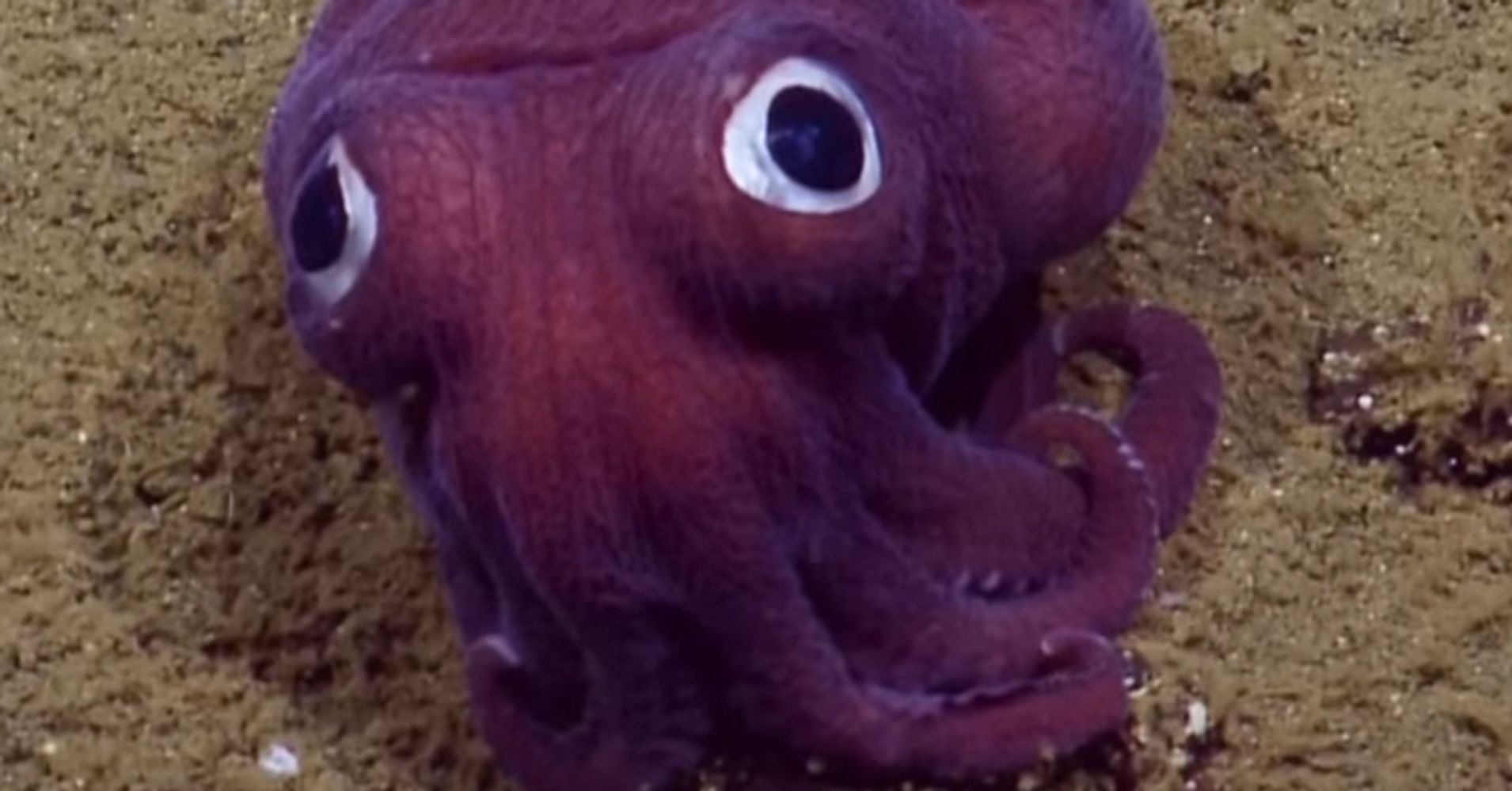 Scientists Seriously Can't Handle This Adorable Lil' Stubby Squid ...